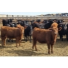 Image 4 : M.S. MacLean Livestock - 10 BBF/RBF/Red Replacement Heifers (Coaldale, AB)