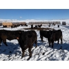 Image 2 : Antelope Butte Ranch - 842# March Delivery Steers - 70 Head (Lundbreck, AB) VBP+