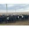 Image 2 : L&C Withage - 12 BBF Replacement Heifers (Monarch, AB)