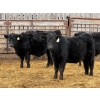 Image 5 : Leon Torkelson - 700# February Delivery Steers - 75 Head (Millicent, AB)