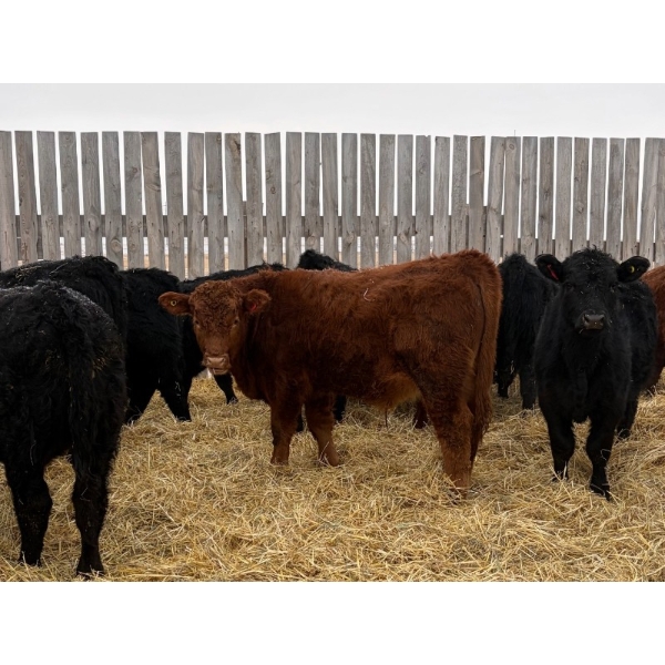 Francis Dyck - 670# February Delivery Steers - 53 Head (Swift Current, SK)