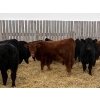 Image 1 : Francis Dyck - 670# February Delivery Steers - 53 Head (Swift Current, SK)