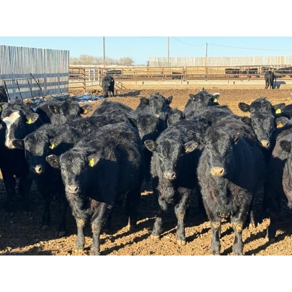 Habraken Farms Ltd. - 860# March Delivery Heifers - 72 Head (Scandia, AB)