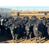 Image 1 : Habraken Farms Ltd. - 860# March Delivery Heifers - 72 Head (Scandia, AB)