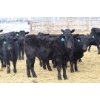 Image 3 : Brock & Garett Thompson - 720# April Delivery Steers - 83 Head (Carnduff, SK) VBP+
