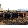 Image 6 : Fridlington Family Farms - 675# March Delivery Heifers - 243 Head (Kersley, BC)