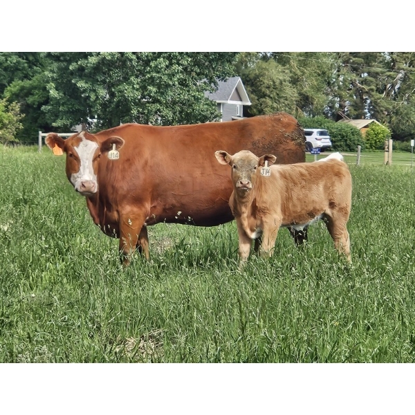J&E Farms Ltd. - 620# November Delivery Heifer Calves - 100 Head (Tilley, AB)