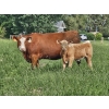 Image 1 : J&E Farms Ltd. - 620# November Delivery Heifer Calves - 100 Head (Tilley, AB)