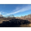 Image 3 : J Lazy A Ranch - 460# November Delivery Steer Calves - 110 Head (Lymburn, AB)
