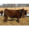 Image 7 : Winn Man Farms - 790# March/April Delivery Steers - 33 Head (Winnipegosis, MB)