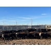 Image 2 : South Island Farms - 820# April Delivery Steers - 75 Head (Bow Island, AB)