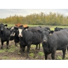 Image 5 : James Keen - 25 Black March/April Calving Bred Heifers (Reaburn, MB)