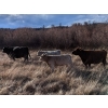Image 3 : Silver Springs Ranch - 620# October Delivery Heifer Calves - 90 Head (Kamloops, BC)