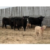 Image 7 : C & L Livestock - 30 Black 2nd Calf 3-Way Pairs (Edam, SK) VBP+