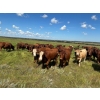 Image 2 : Logan Marr - 1050# September Delivery Grass Steers - 175 Head (Marwayne, AB)