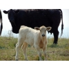 Image 12 : GW Murray Ranches - 480# October Delivery Heifer Calves - 115 Head (Tompkins, SK)