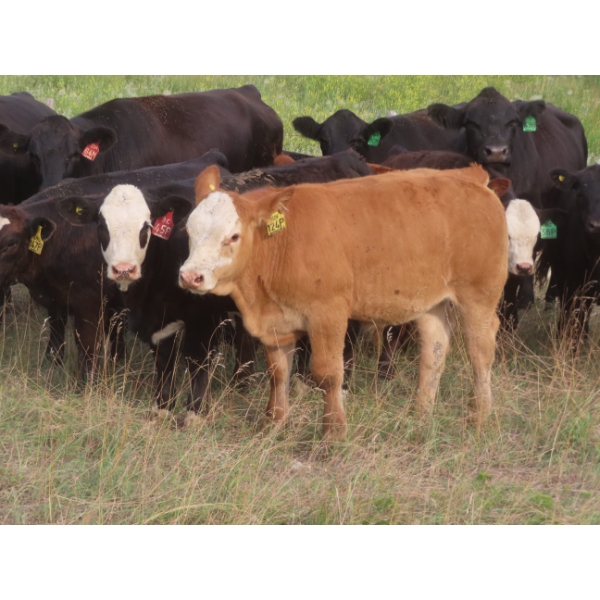 Storle Farms Ltd. - 630# October Delivery Steer Calves - 88 Head (Lake Alma, SK)