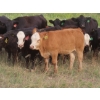 Image 1 : Storle Farms Ltd. - 630# October Delivery Steer Calves - 88 Head (Lake Alma, SK)