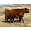 Image 6 : Cockburn Ranch - 700# October Delivery Steer Calves - 85 Head (Old Wives, SK) VBP+