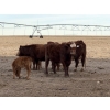 Image 10 : South Ridge Simmentals - 20 RBF/RWF 1st Calf Pairs (Picture Butte, AB)