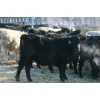 Image 5 : Box Ranch - 600# February Delivered Steers - 75 Head (Corning, SK) 