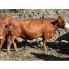 Image 6 : Garth & Theresa Kauppi - 1550# September Delivery Cows - 35 Head (Eckville, AB)
