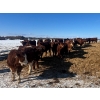 Image 5 : Ten Bar Cattle Co. - 1075# September Delivery Grass Steers - 173 Head (Brownvale, AB)