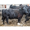 Image 4 : Barfus Farms - 15 Black Replacement Heifers (Hillspring, AB)