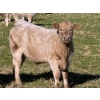 Image 2 : GW Murray Ranches - 600# November Delivery Steer Calves - 80 Head (Rolling Hills, AB)
