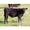Image 9 : Brightside Stables - 600# October Delivery Steer Calves - 45 Head (Russell, MB)