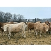 Image 6 : Wayne & Logan Lytwyn - 785# February Delivery Heifers - 75 Head (Winnipegosis, MB)