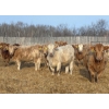 Image 12 : Winn Man Farms - 720# March Delivery Heifers - 254 Head (Winnipegosis, MB)