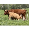 Image 6 : Dick Lawrence  - 650# October Delivery Heifer Calves - 85 Head (Pine Lake, AB)