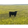 Image 5 : Ed Curry Ranching Ltd. - 560# November Delivery Steer Calves - 200 Head (Big Stone, AB)