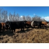 Image 9 : Chris Bartel - 1025# May Delivery Steers - 60 Head (Fort Vermilion, AB)