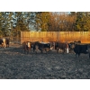 Image 12 : Chris Bartel - 1075# June Delivery Steers - 58 Head (Fort Vermilion, AB)