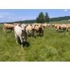 Image 6 : Midpoint Farms - 1025# October Delivery Grass Heifers - 120 Head (Drayton Valley, AB)