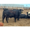 Image 4 : Church Hill Land & Cattle - 1550# June Delivery Fed Cows - 38 Head (Coderre, SK)