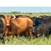 Image 2 : 98 Ranch - 35 October Delivery Angus X Pairs (Lake Elma, SK) VBP+