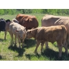 Image 4 : Joe & Elaine Ward - 680# October Delivery Heifer Calves - 16 Head (Kamloops, BC)