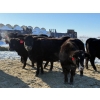 Image 5 : Gerald Retzlaff - 25 Black Angus/Black Angus X Bred Heifers (Fairlight, SK)