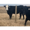 Image 4 : One Mile Ranch - 6 BBF Angus X Spring Calving Bred Heifers (Cowley, AB)