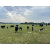 Image 3 : Hillside Contracting - 28 Black Angus Cow/Calf Pairs (Spirit River, AB)