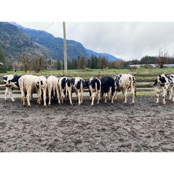 Corner's Pride Farms Ltd. - 875# Holstein Heifers - 20 Head (Chilliwack, BC)