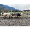 Image 1 : Corner's Pride Farms Ltd. - 875# Holstein Heifers - 20 Head (Chilliwack, BC)