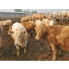 Image 4 : 007 Livestock Feeders - 980# June Delivery Steers - 120 Head (Elgin, MB)