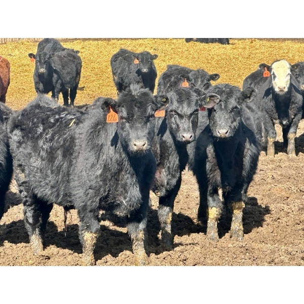East Hilltop Holdings - 700# April Delivery Steers - 85 Head (Carstairs, AB)
