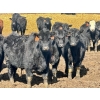 Image 1 : East Hilltop Holdings - 700# April Delivery Steers - 85 Head (Carstairs, AB)