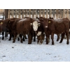 Image 3 : Redline Livestock - 600# December Delivery Weaned Steers - 100 Head (Didsbury, AB)