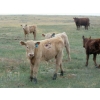 Image 6 : Wolfer Ranching/Wolfer Cattle Co. - 600# October Delivery Steer Calves - 60 Head (Tilley, AB)